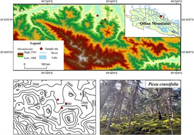 Elevation affects the ecological stoichiometry of Qinghai spruce in the Qilian Mountains of northwest China